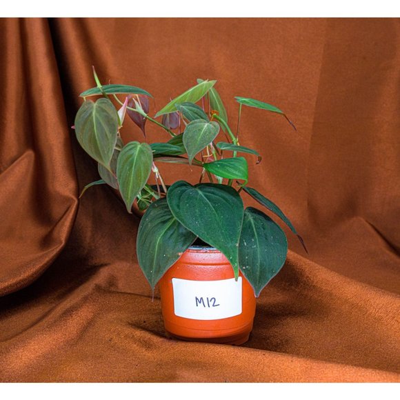 Philodendron Micans 4" US Seller Potted RARE Philo - Picture 1 of 2